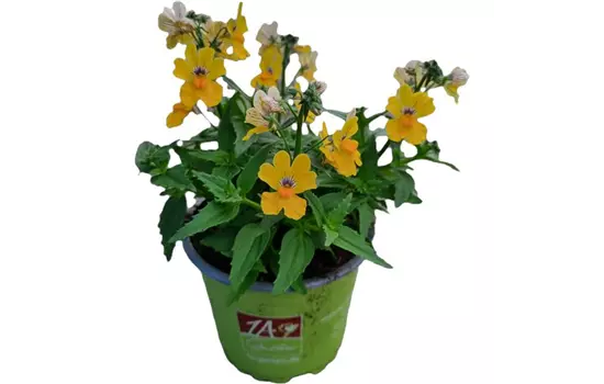 Nemesia SUNSATIA™ PLUS 'Little Banana'(s)