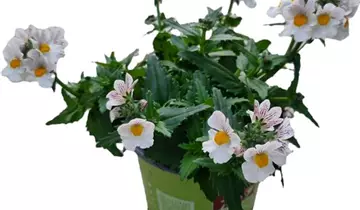 1A Garten Ammer