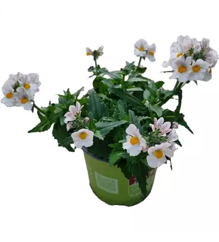Nemesia SUNSATIA™ PLUS 'Little Coco'