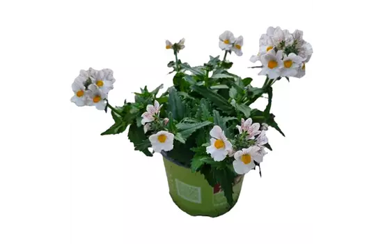 Nemesia SUNSATIA™ PLUS 'Little Coco'