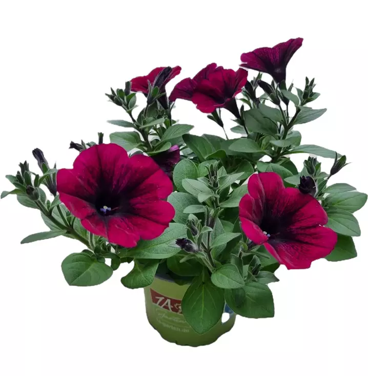 Petunie 'Sweetunia® Kardinal'