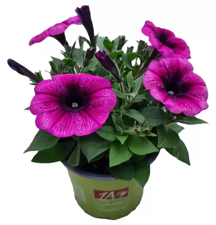 Petunie 'Sweetunia® Purple Gem 2025'