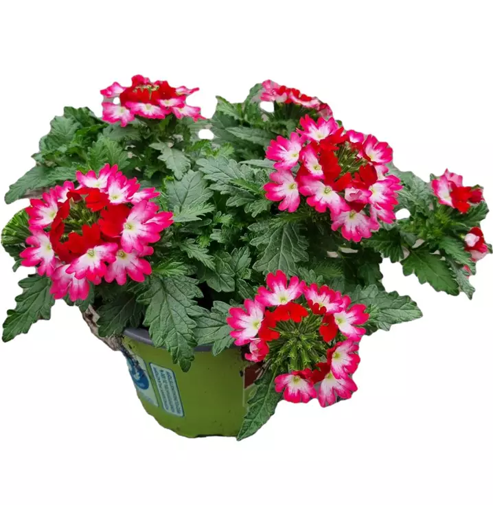 Verbene 'Drums Red Shades'