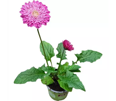 Gerbera 'Garvinea'® Classic Femmy