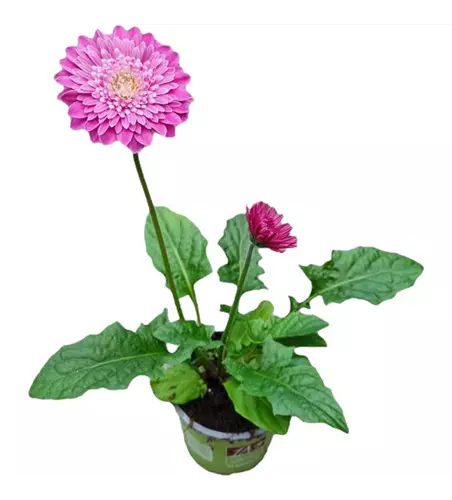 Gerbera 'Garvinea'® Classic Femmy