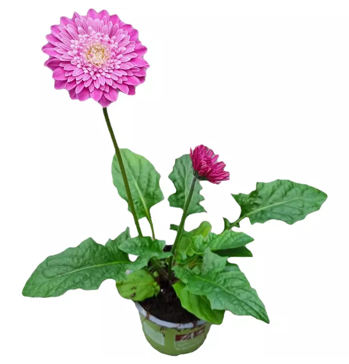 Garten Gerbera Garvinea®