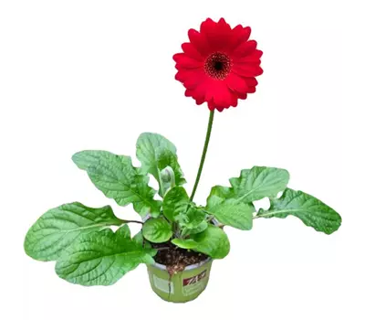 Gerbera 'Garvinea'® Sweet Chili