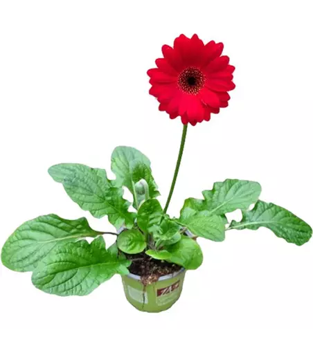 Gerbera 'Garvinea'® Sweet Chili