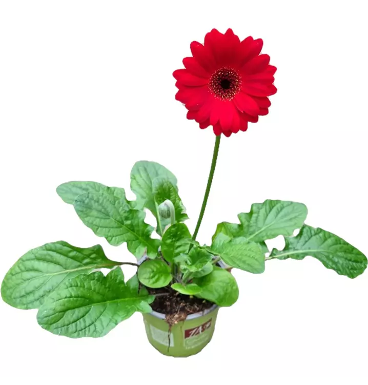 Garten Gerbera Garvinea®