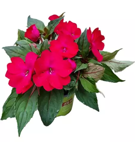 Impatiens neuguinea 'SunPatiens® Compact Magenta'
