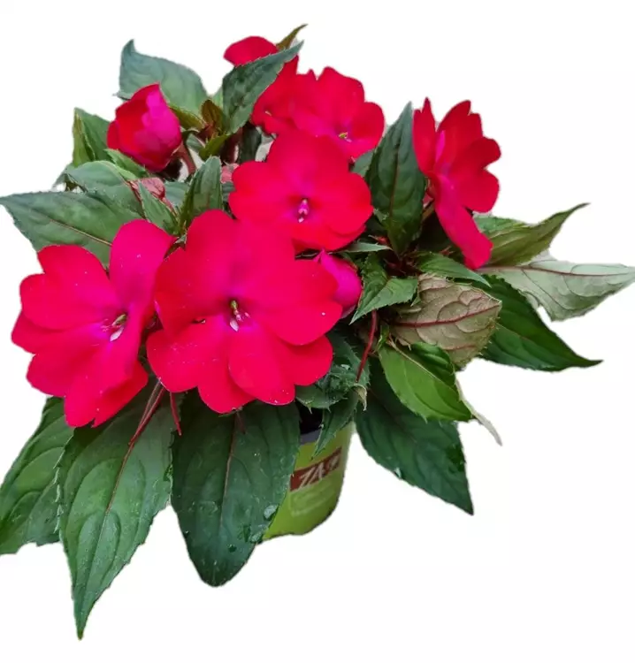 Sonnenlieschen 'SunPatiens® Compact Magenta'