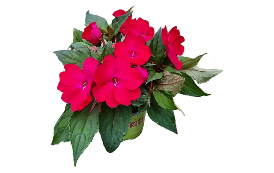 Impatiens neuguinea 'SunPatiens® Compact Magenta'