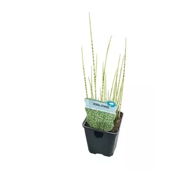 Schoenoplectus tabernaemontani 'Zebrinus'