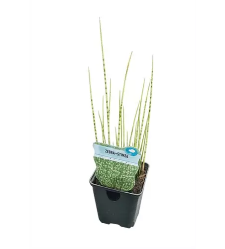 Schoenoplectus tabernaemontani 'Zebrinus'