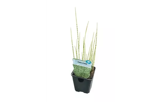 Schoenoplectus tabernaemontani 'Zebrinus'