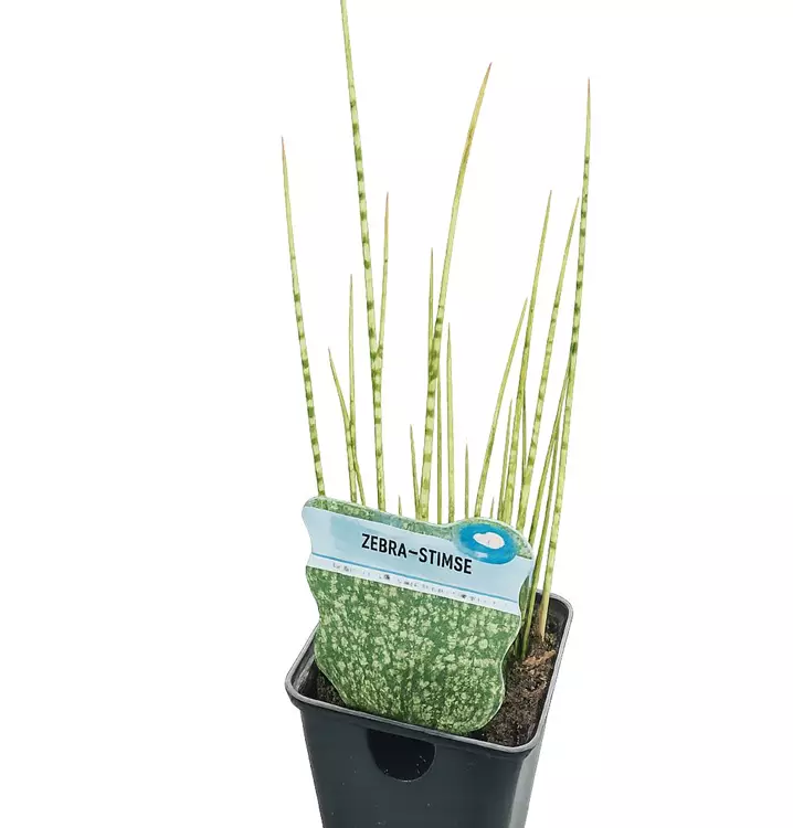 Garten-Zebra-Simse 'Zebrinus'