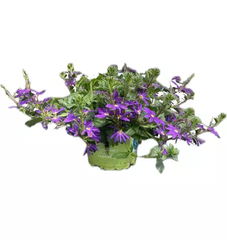 Scaevola aemula, blau