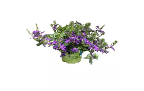 Scaevola aemula, blau