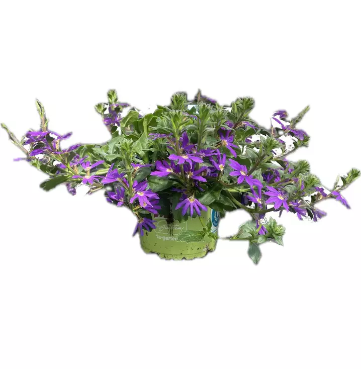 Fächerblume