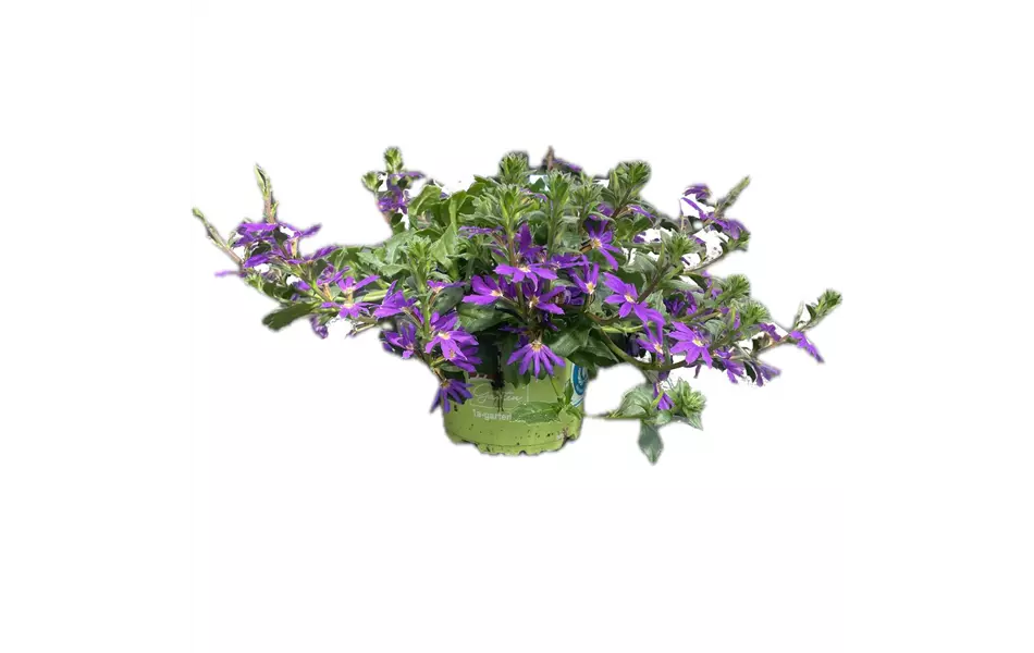 Scaevola aemula, blau