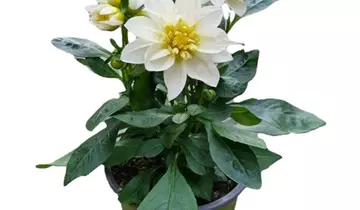 1A Garten Ammer