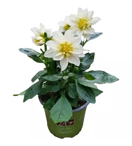 Dahlia pinnata 'Suprise Elsa'