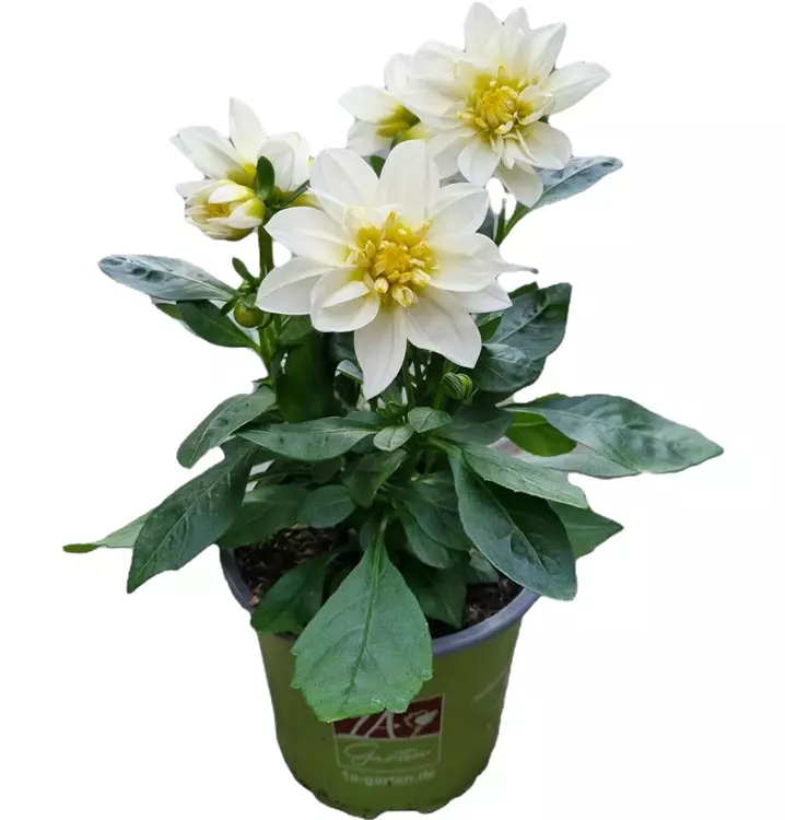 Dahlie 'Suprise Elsa'