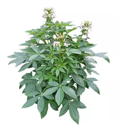 Cleome spinosa 'Señorita Blanca'