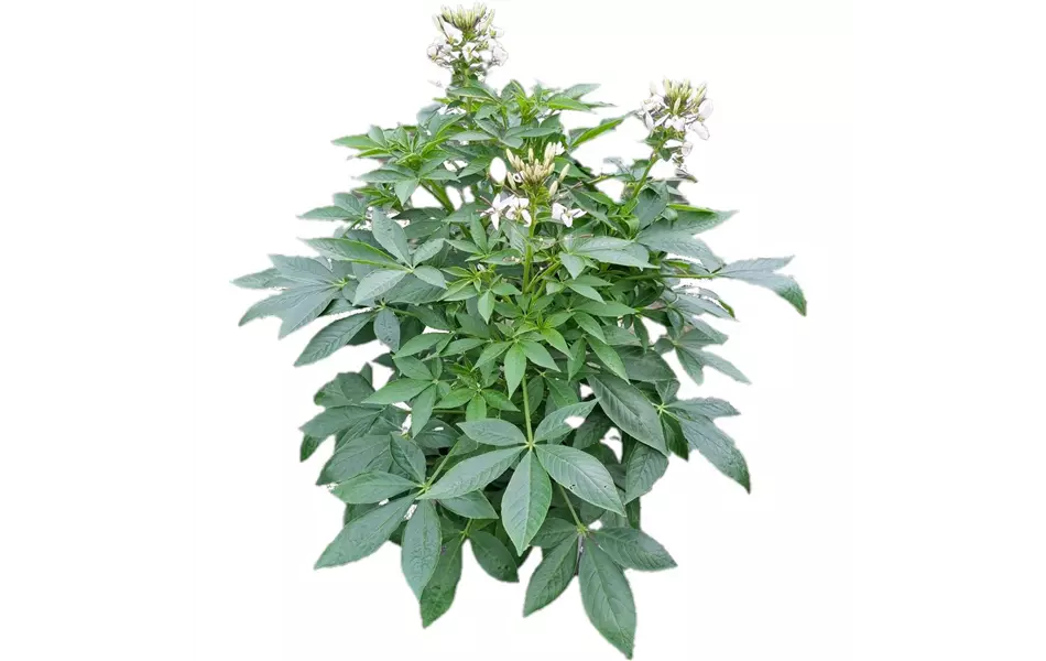 Cleome spinosa 'Señorita Blanca'