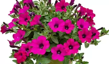 1A Garten Ammer