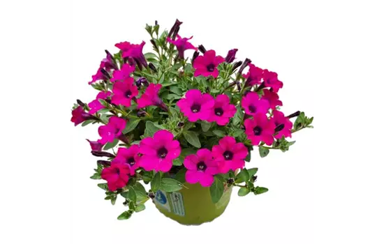Petunia SURFINIA™ 'Itsy Magenta'