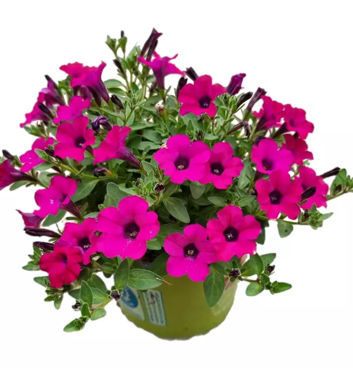 Petunie SURFINIA™ 'Itsy Magenta'