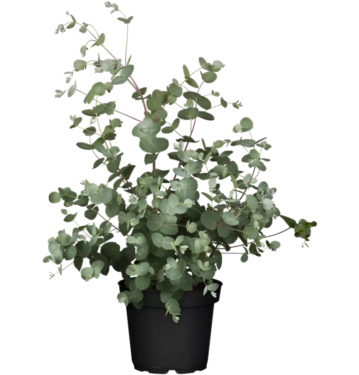 Eukalyptus