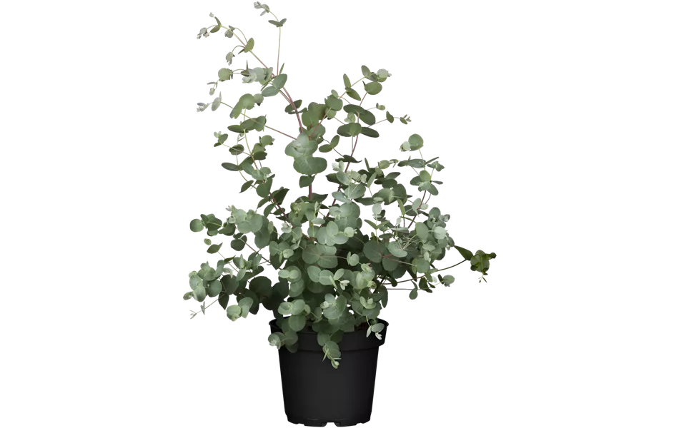 Eucalyptus gunnii