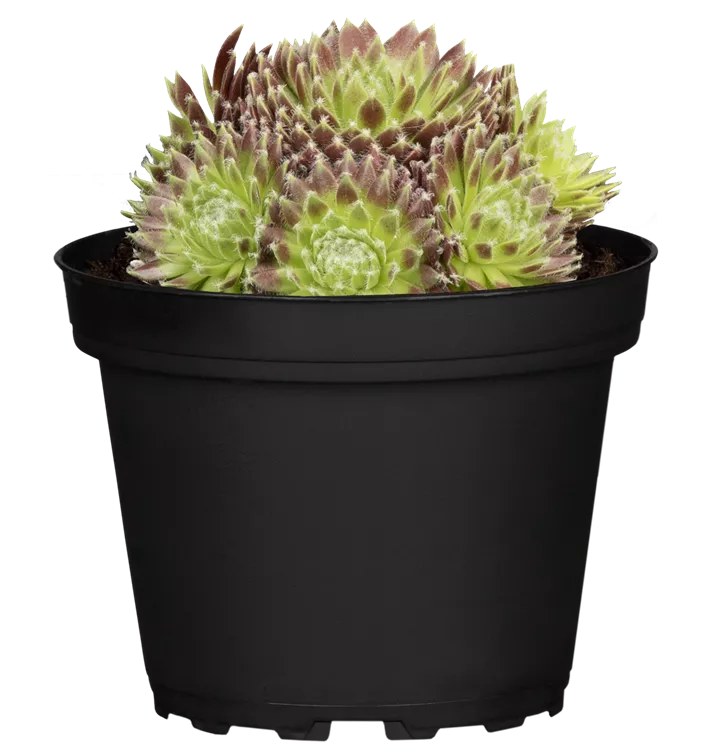 Spinnwebige Steinrose 'Rubrum'