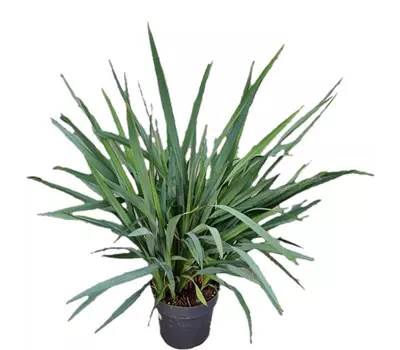 Dianella revoluta 'Blue Stream'