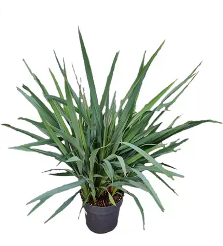 Dianella revoluta 'Blue Stream'