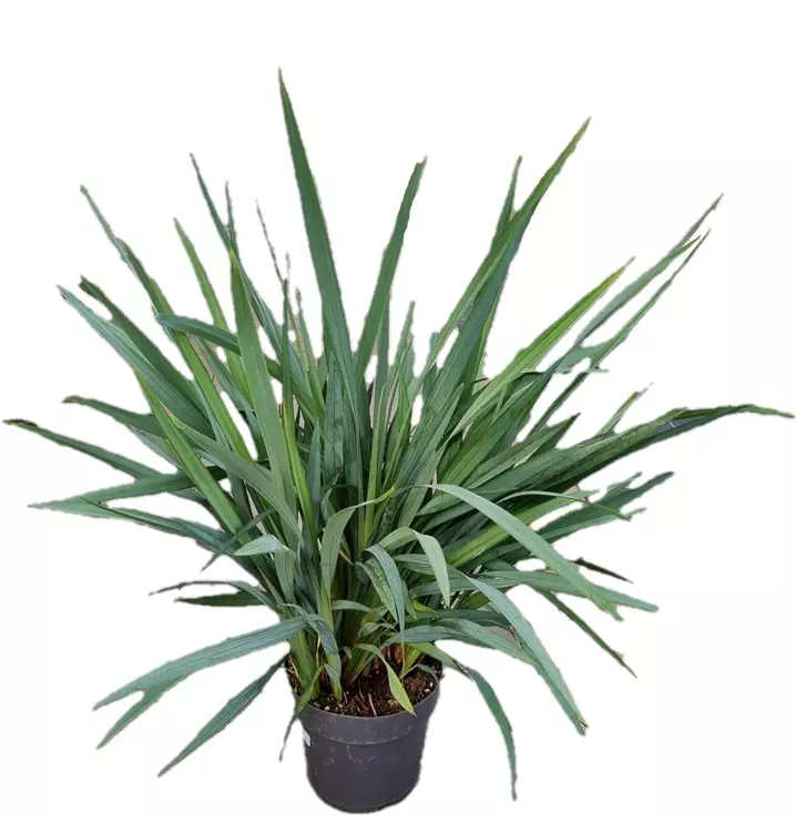 Flachslilie 'Blue Stream'