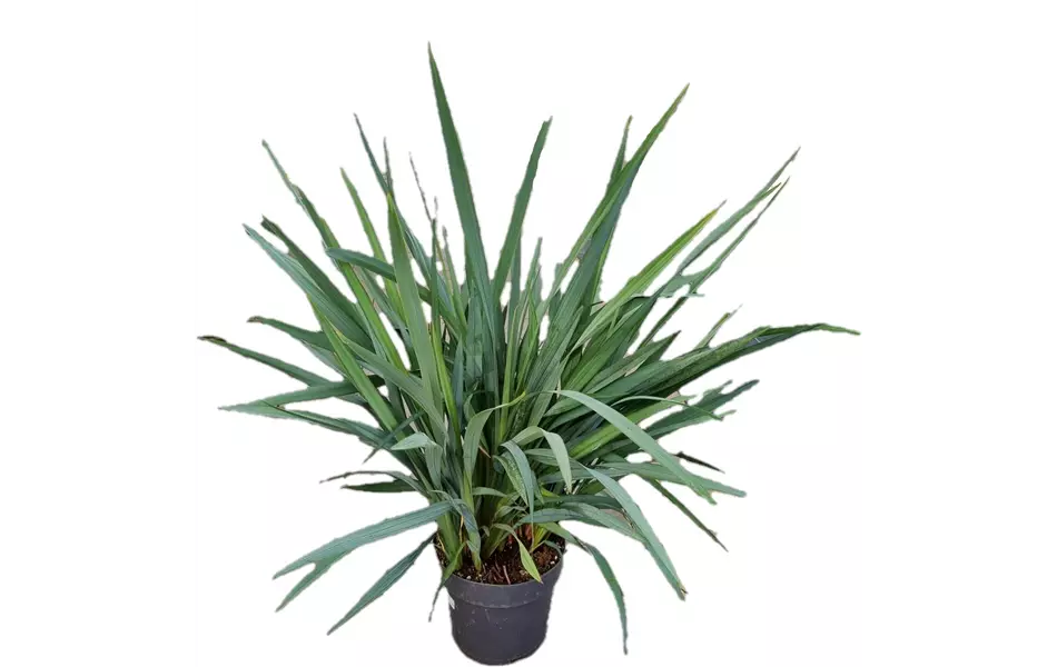 Dianella revoluta 'Blue Stream'