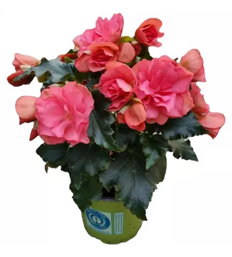 Begonia elatior 'Chloe Coral Pink'
