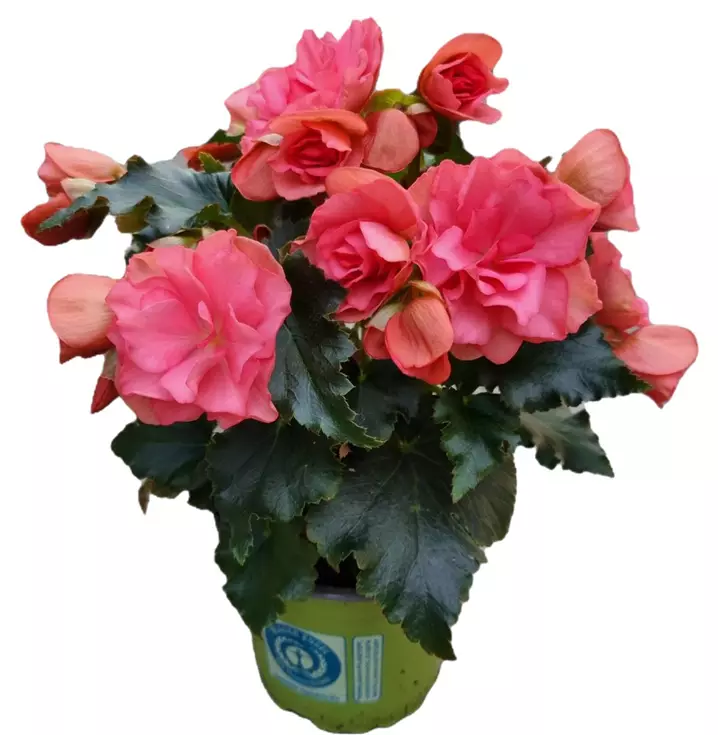 Begonie 'Chloe Coral Pink'