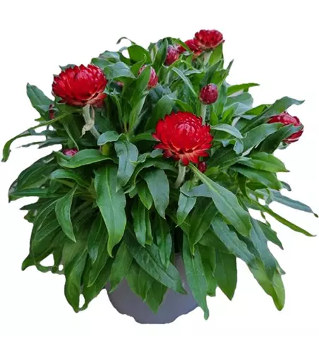 Helichrysum bracteatum 'Mohave® Fire Red'