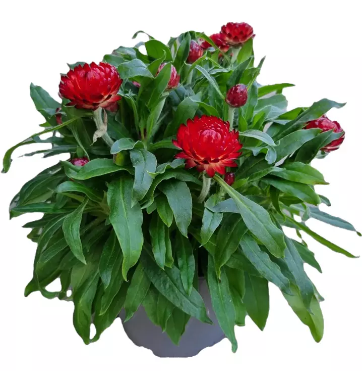 Strohblume 'Mohave® Fire Red'