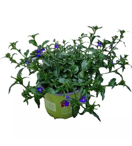 Lobelia Techno Deep Blue
