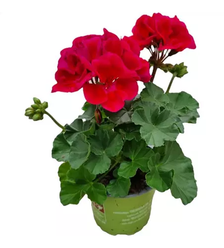 Pelargonium zonale 'Mojo Cranberry Splash'