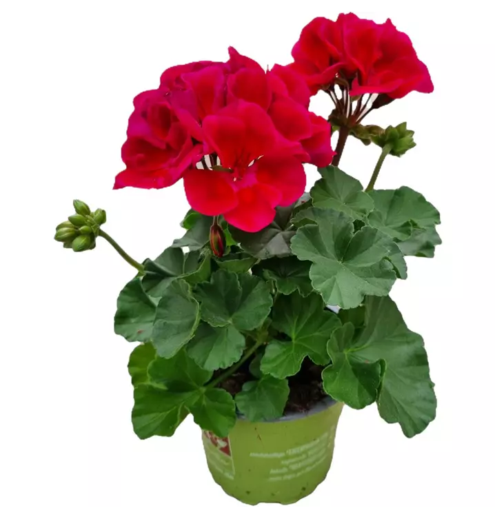 Zonalpelargonie ´Mojo Cranberry Splash´