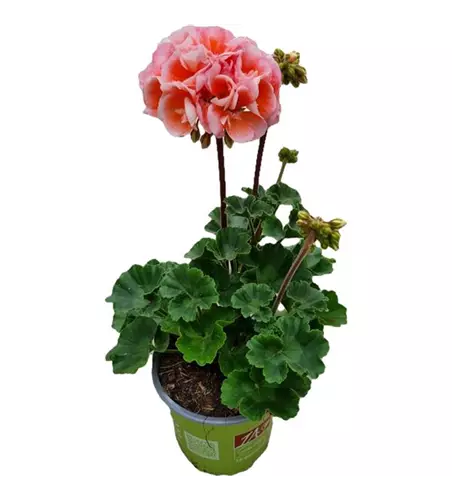 Pelargonium zonale 'Moonlight® Loki'