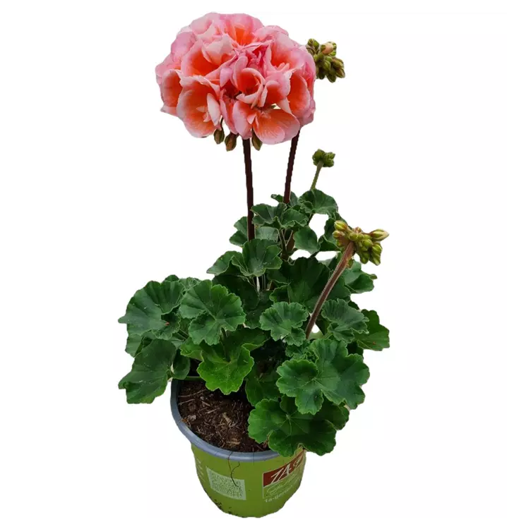 Zonal-Pelargonie 'Moonlight® Loki'