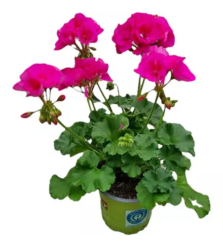 Pelargonium zonale 'Sunrise® Mona Lisa'