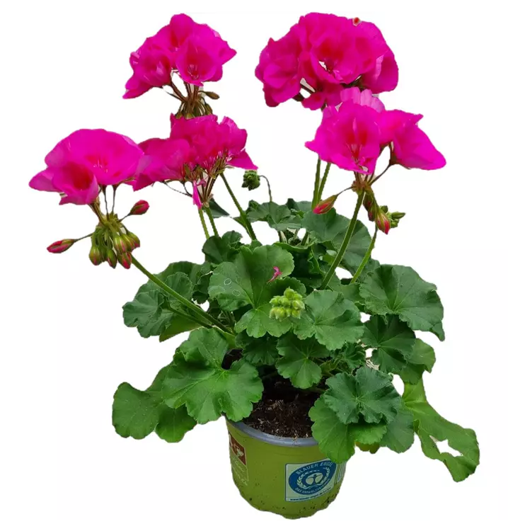 Zonal-Pelargonie 'Sunrise® Mona Lisa'